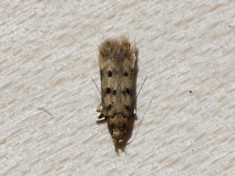 Bryotropha terrella? No, domestica (Gelechiidae)